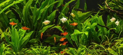 A green beautiful planted tropical freshwater aquarium with fishes.Zebra angelfish (pterophyllum scalare) in aquarium