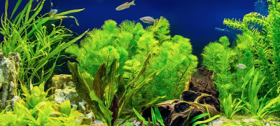 freshwater-aquarium-setup-caresheet-hero